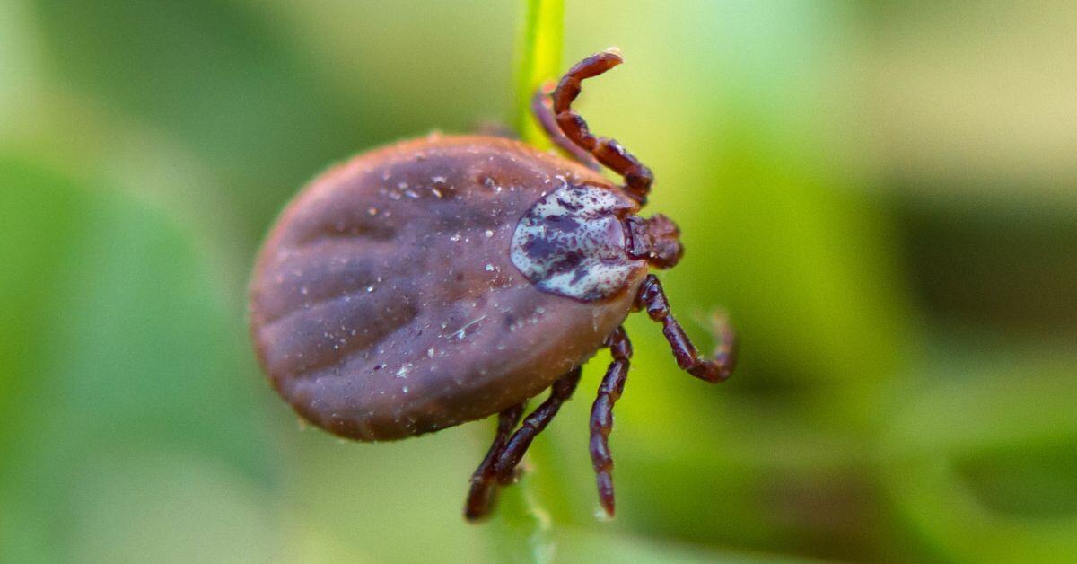 Examining Tick-Borne Pathogens: Obstacles & Strategies to Tackle Them (2024 Update)